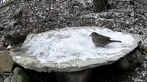 Songbirds Slip Sliding on the Birdbath