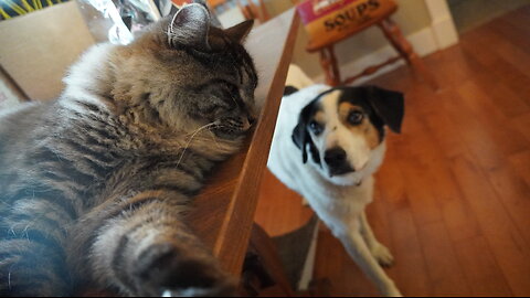 HILARIOUSLY NEUROTIC DOG Follows SAUCY CAT