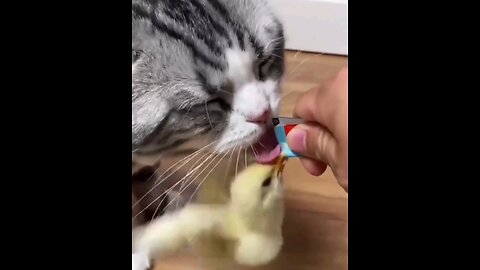 cute cat and chickan lovely fight 😂🤣 trending video