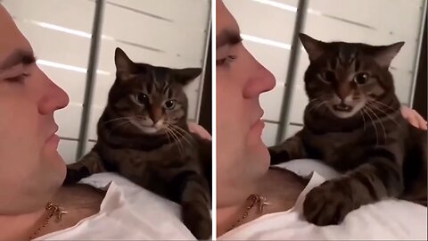 The cat is jealous of the man - funny video with cat