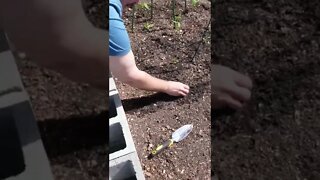 Planting leaf lettuce seeds in a raised garden bed. #shorts