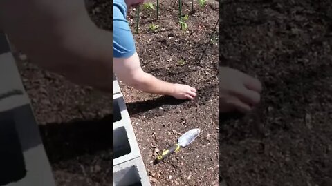 Planting leaf lettuce seeds in a raised garden bed. #shorts