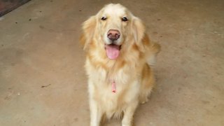 Golden Retriever takes Shih Tzu for a walk