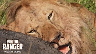 Lions Feast On A Buffalo | Maasai Mara Safari | Zebra Plains