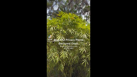 Beautiful Privacy Plants - Privacy Plant Nursery - Orlando 407-777-4807
