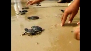 Baby Sea Turtles Released