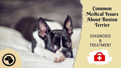 7 Most Common Medical Issues About Boston Terrier | DOG HEALTH 🐶 #BrooklynsCorner