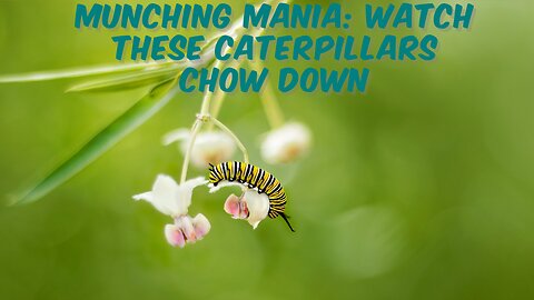 Munching Mania: Watch These Caterpillars Chow Down