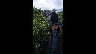 Ocean View On Horseback