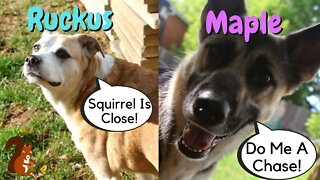 Dogs Chasing Squirrels | Almost Gets One...Lucky Squirrel
