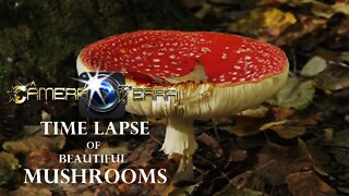 🌎 Time Lapse de Lindos Cogumelos| Time-Lapse Mushroom |2021