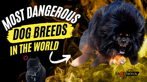 10 Most Dangerous dog breeds in the World
