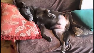 My Dog Quinn Has a Bad Hangover! (Rolls on His Back & Keeps Sleeping) Gotta Laugh!
