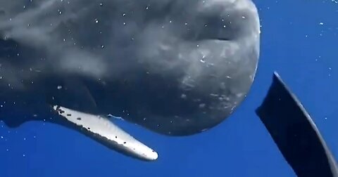 Baby whale playfully bumps into diver 🐋😁🤿