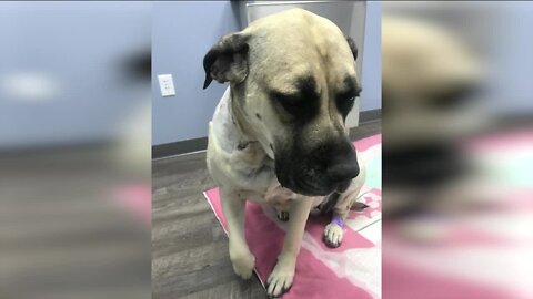 Woman shares warning after foster dog attacked at Denver's Park Hill golf course
