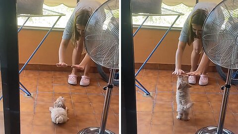 Maltipoo Puppy Enjoys Game Of Chase With Her Owner