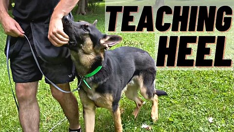 HOW TO Train Your Dog To HEEL! FIRST STEPS!