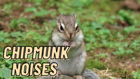 Eastern Chipmunk Noises Sound Video By Kingdom Of Awais