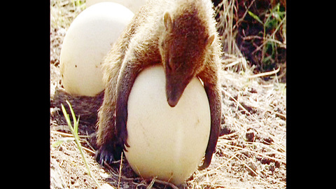 Mongoose Can't Open Egg