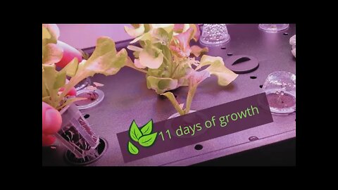 The iDOO Hydroponic System