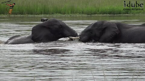 Elephant Fun Time In The Water