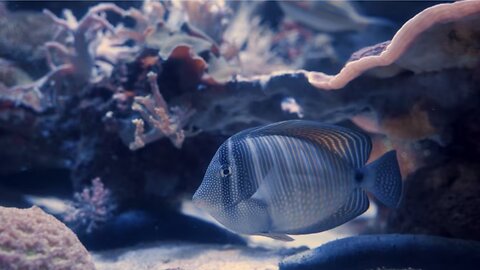 New To Underwater Fish Video?