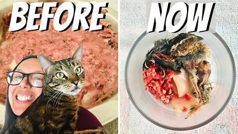 Jericho’s homemade PMR + whole prey cat food