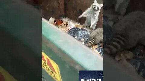 Fat raccoons can't get out of the bin without some help #animals #help #fat #raccoon