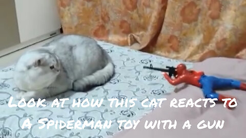 Cat has a cute reaction to a Spiderman toy