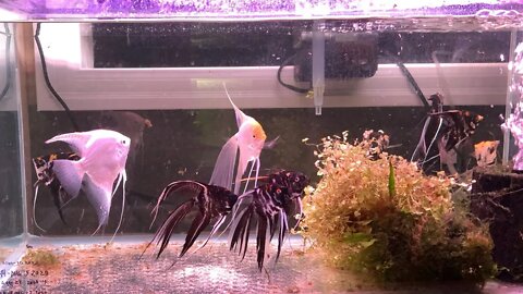 Fish Room Live - update of the new Angelfish fish 💯