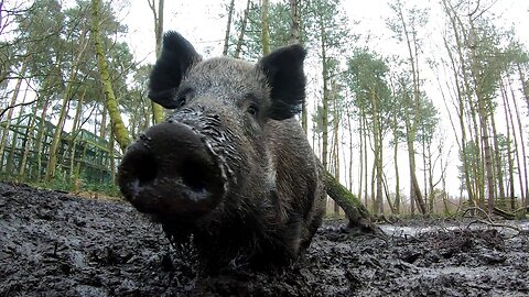 Wild boar in the mud at Wildwood