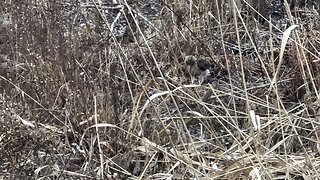 Very hungry and busy Red-Tailed Hawk