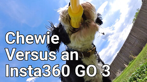 Chewie Versus an Insta360 GO 3
