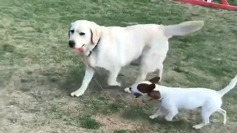Labrador Retriever walks Jack Russell on leash