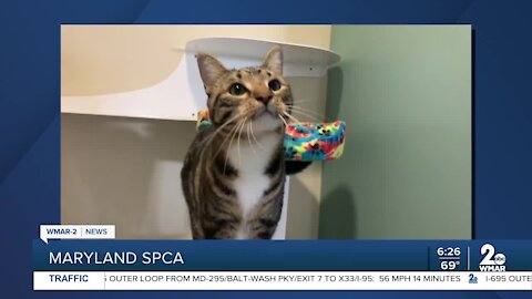 Ricky the cat is up for adoption at the Maryland SPCA