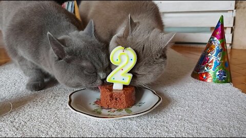 British Shorthair Cats Celebrate 2nd Birthday in Style