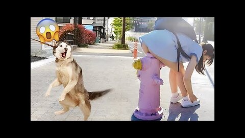 Funniest Animals Video Funny Dogs And Cats Try Not To Laugh Animals 2022 PART 2!!!!!