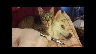 Funny Animal Videos 2023 😂 - Funniest Dogs And Cats
