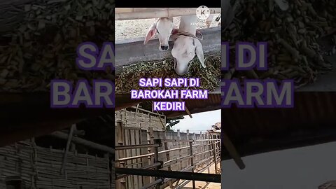SAPINYA GEMUK GEMUK #shortvideo #sapikurban #barokahfarmkediri