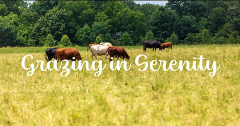 "Grazing in Serenity: A Captivating Encounter with Gentle Cows"