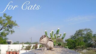 For Cats 1 hour movie of birds, squirrels, butterflies, and nature. Relaxing Stress Relief sounds