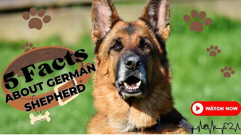 Facts You Should Know Before Getting a German Shepherd | CHICO THE DESI GSD. #germanshepherd