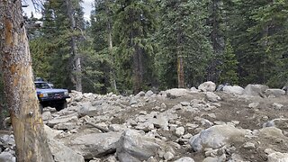 Rocky Mountain Broncos on Spring Creek Trail - Colorado