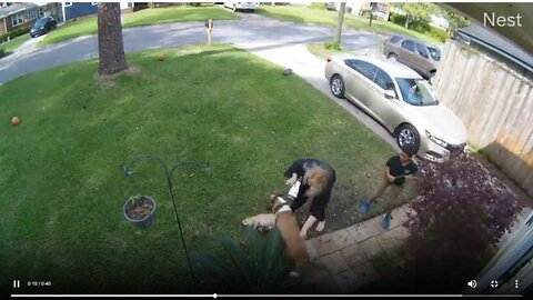 Video Shows Chaotic Moments When Dog Attacks 2 Smaller Dogs In Murray hills .😱😱