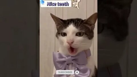 cute cat videos 😹 funny videos 😂 1002 😻 #shorts #cat #catvideos #fun #catsproducts #funnycatsvideos