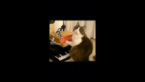 Cat try to singing