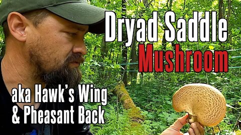 Dryad Saddle aka Hawk's Wing/Pheasant Back Mushroom | Foraging, Preparation and Medicinal Benefits