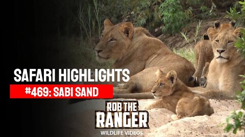 Safari Highlights #469: 08 - 11 April 2017 | Sabi Sand Nature Reserve | Latest Wildlife Sightings