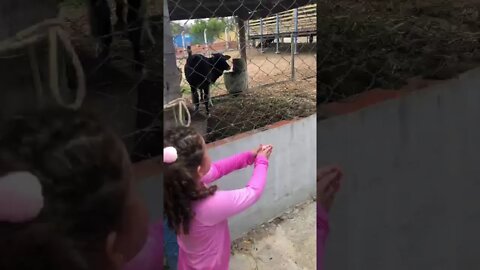 CRIANÇA BRINCANDO NO PARQUINHO DO PARQUE AQUATICO FAZENDA TINHA CAVALO , PATO , VAQUINHA , TUDO !!!