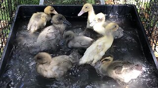 Bathtub ducklings graduate